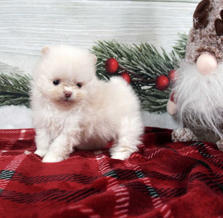 Szpic miniaturowy pomeranian maleńka beżowa sunia