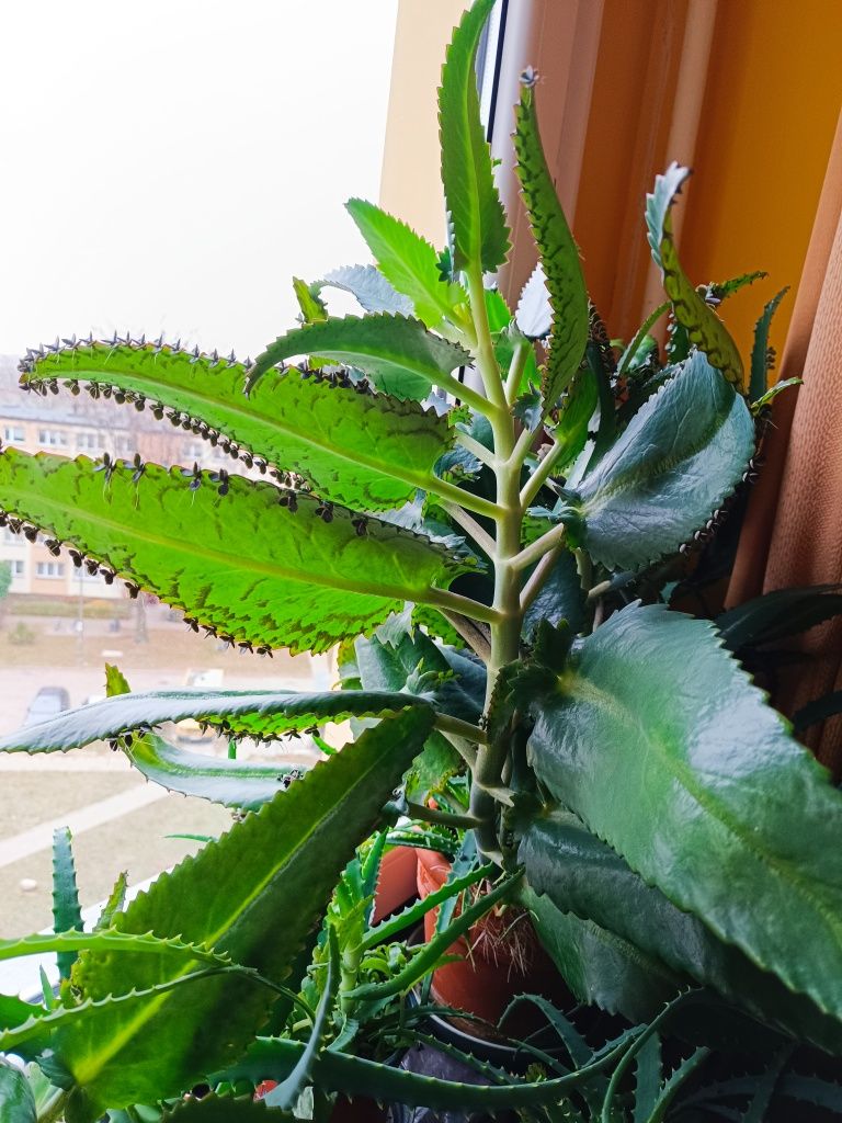 Aloes i żyworódka roślina doniczkowa