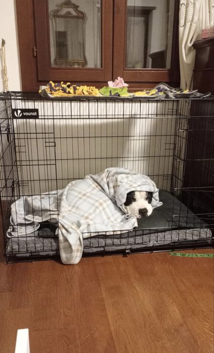 klatka kennelowa dla psa