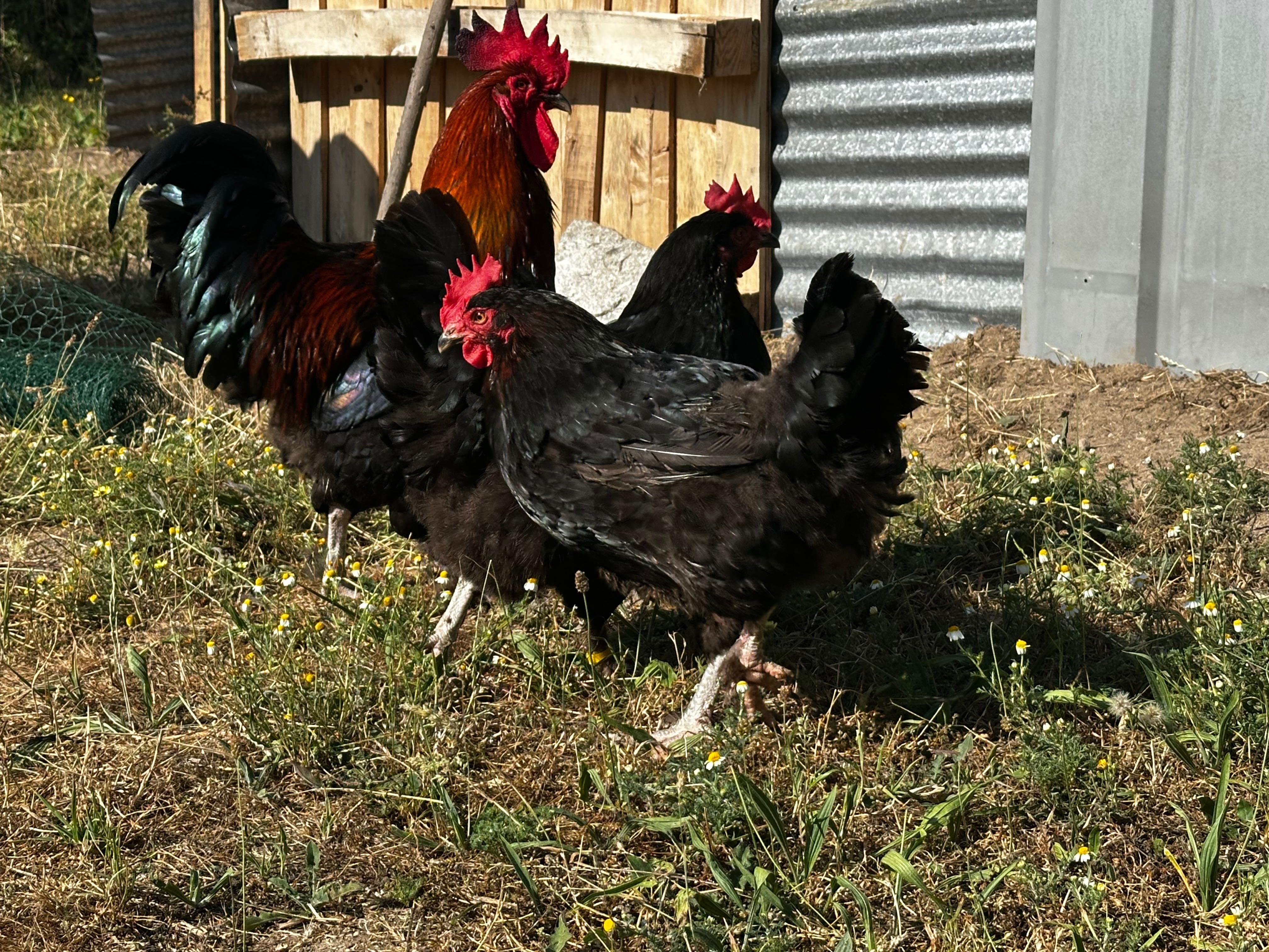 Trio de marans adulto e em postura