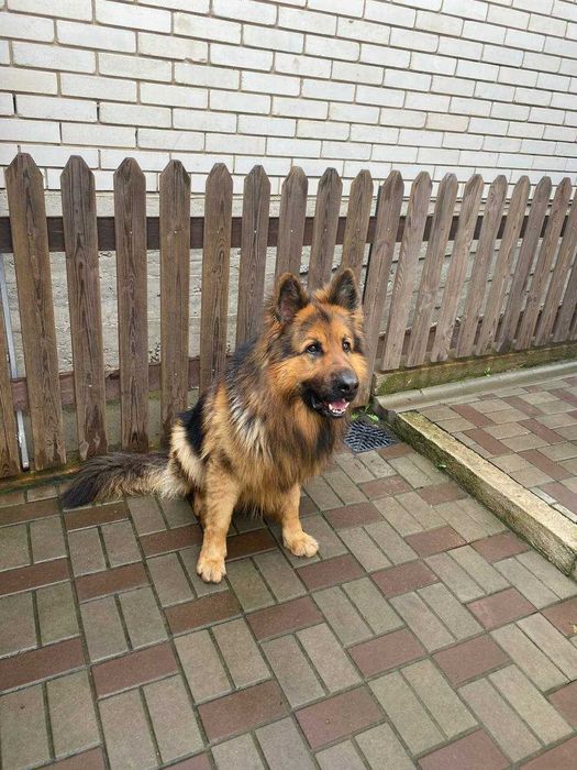 Пропоную кобеля вівчарки для в'язки