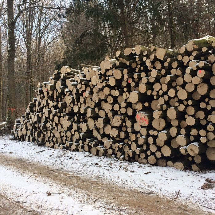 Drewno kominkowe i opałowe