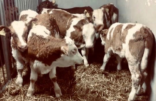 Cielęta cielaki byczki jałówki na mleku