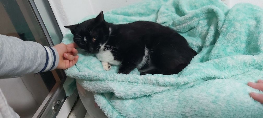 Gatinha dócil esterilizada para adoção
