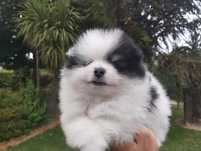 Spitz macho muito bonito