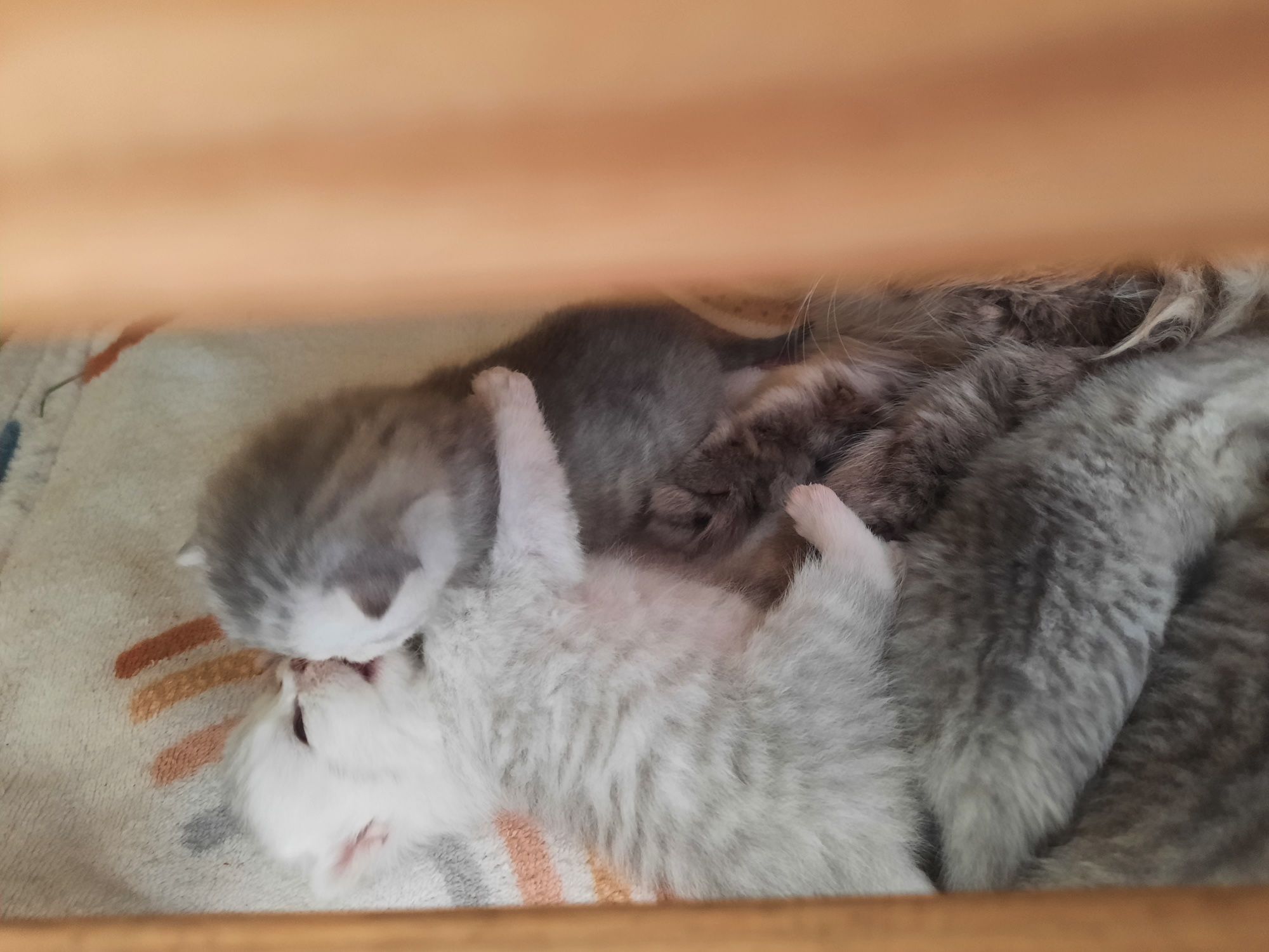 Кошенята  шотландськi,бронь  страйт i фолд.