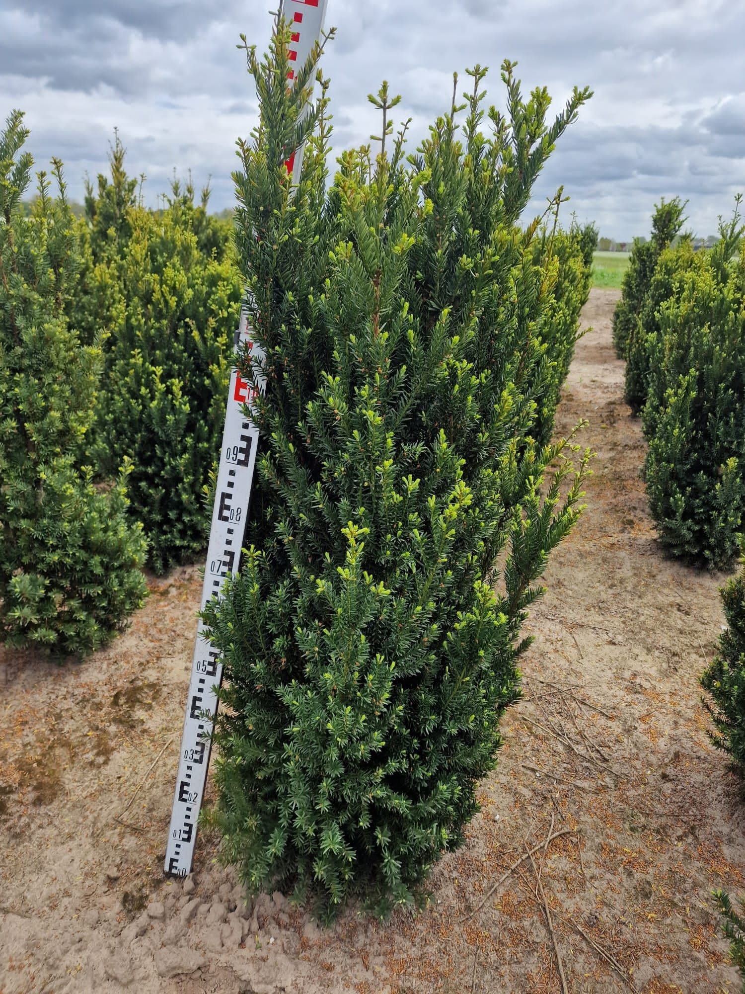 Cis hilli 110-125cm   donica grubyKatalpy klon laurowiśnia  szmaragd