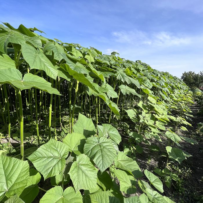 Павловнія, Павловния декоративна 9501 із насіння стовбур 1см