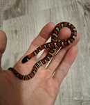 Lampropeltis Ruthveni Abberant