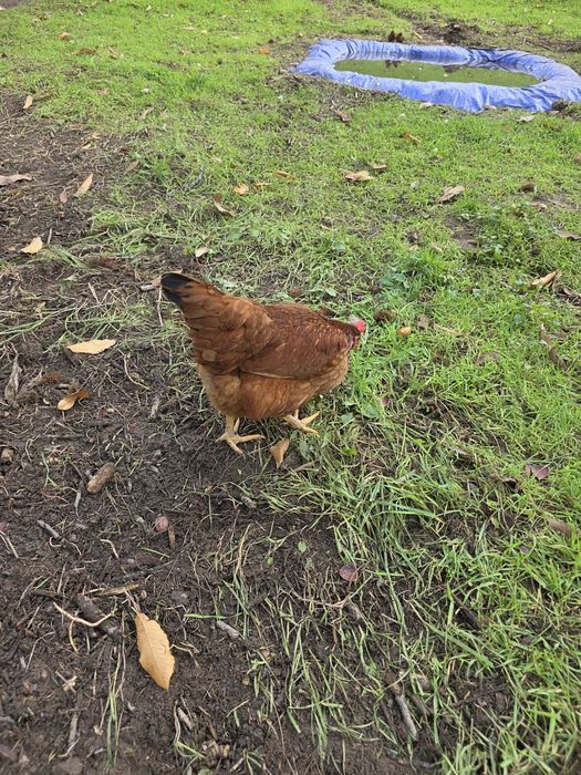 Ovos caseiros - galinhas criadas ao ar livre