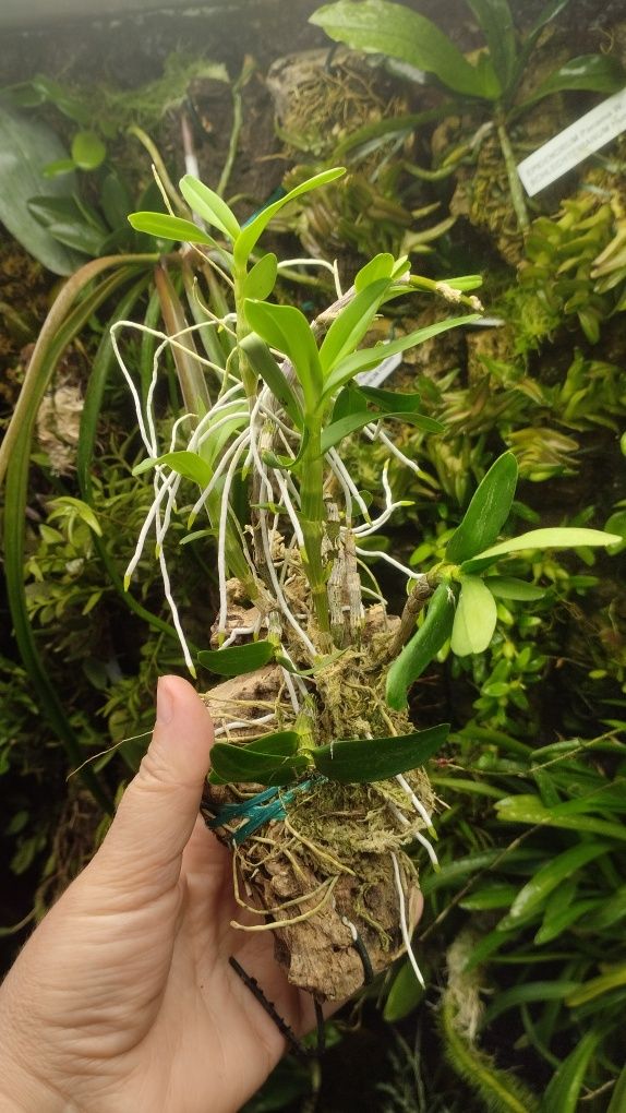 Орхідея Dendrobium pocket lover Green valley