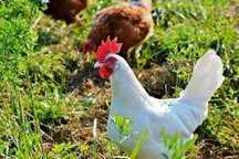 Kury Nioski z wolnego wybiegu ! Tetra Messa Rossa Leghorn Sussex !
