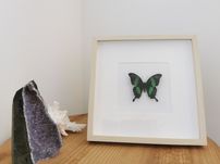 Borboleta real Achillides Palinurus Daedalus