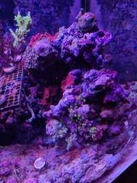 Żywa skała z koralowcami