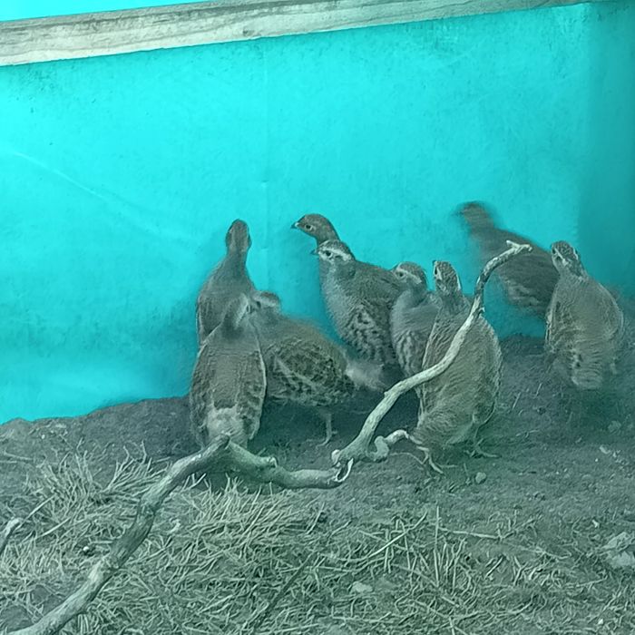 Sprzedam Kuropatwy polne