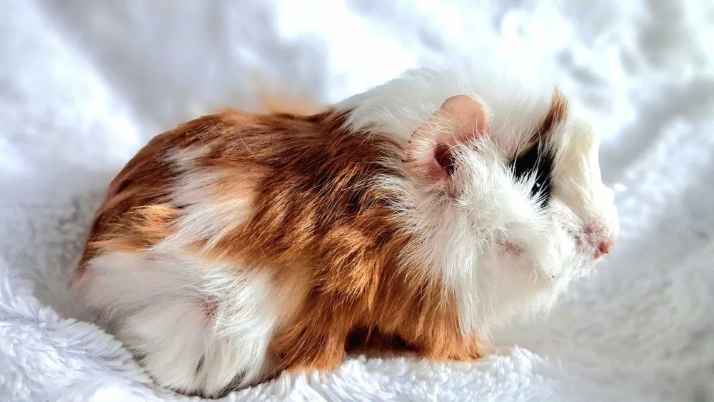 Świnka Morska Rozetka - wyjądkowy samczyk - transport