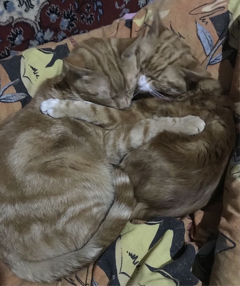 Отдам даром котят