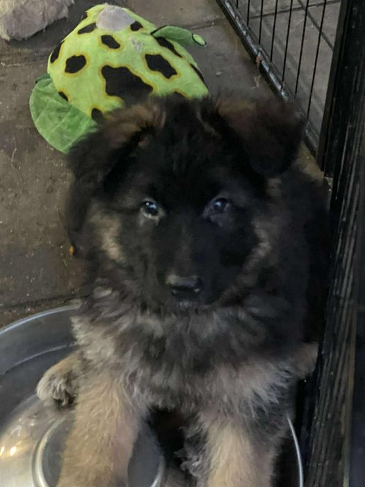 Szczeniak Owczarka Niemieckiego