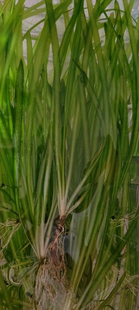 Promoção vallisneria nana 15 pés