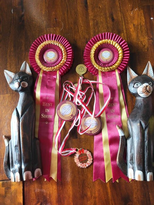 Kocięta Brytyjskie Srebrne Krótkowłose, kot brytyjski, kotka