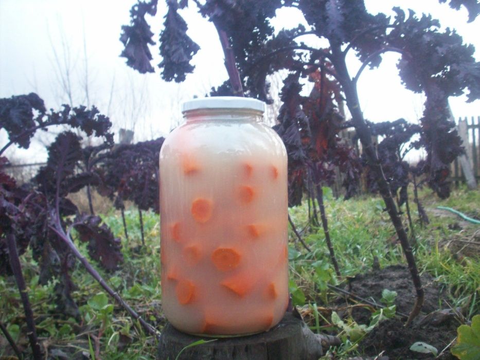 Kiszona marchewka