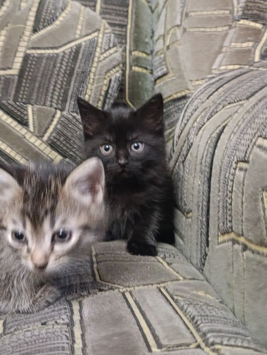 Котенок девочка, полтора месяца