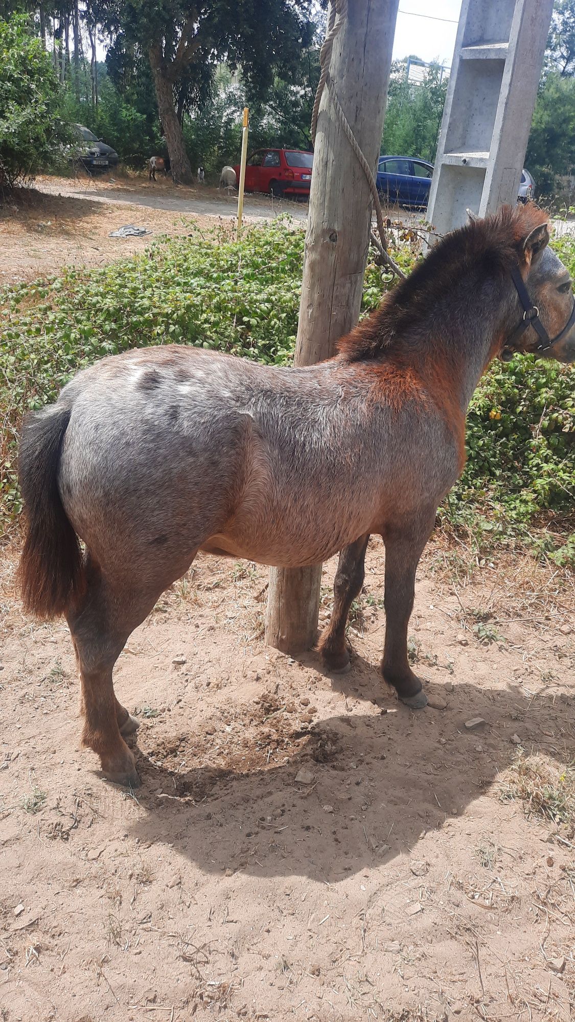 Ponei apaluso 8 meses