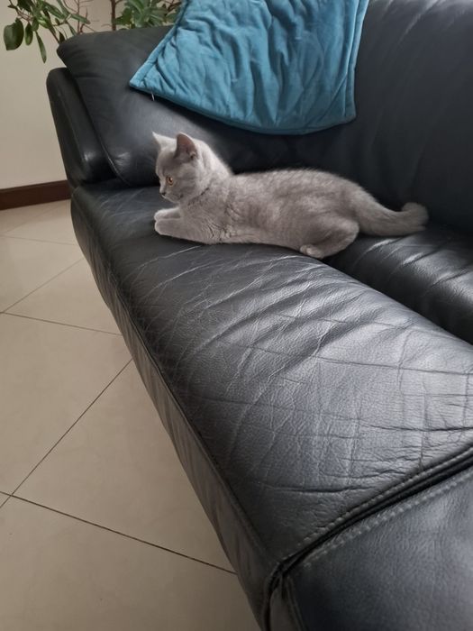 Sprzedam kotki brytyjskie