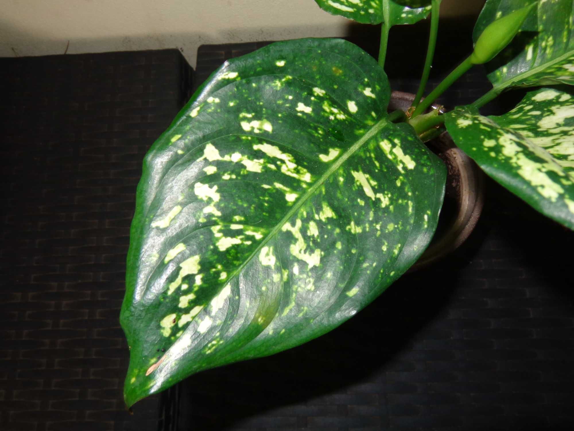 Aglaonema Snowflake - duża sadzonka