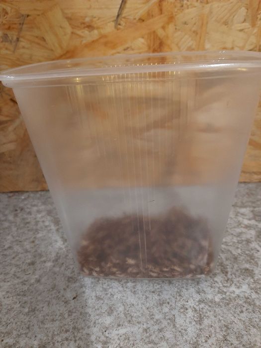 Świerszcze wylęg mix 5-7 mm 5 gramów Terrarium24 Lublin