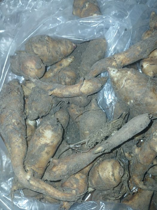 Sadzonki Topinambura