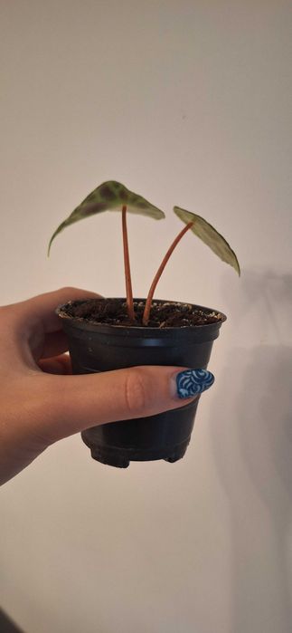 Begonia kingiana