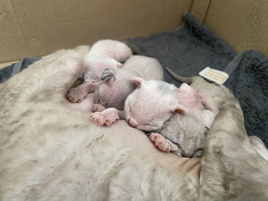 Продам котят породы Девон рекс Devon Rex Доставка по Украине