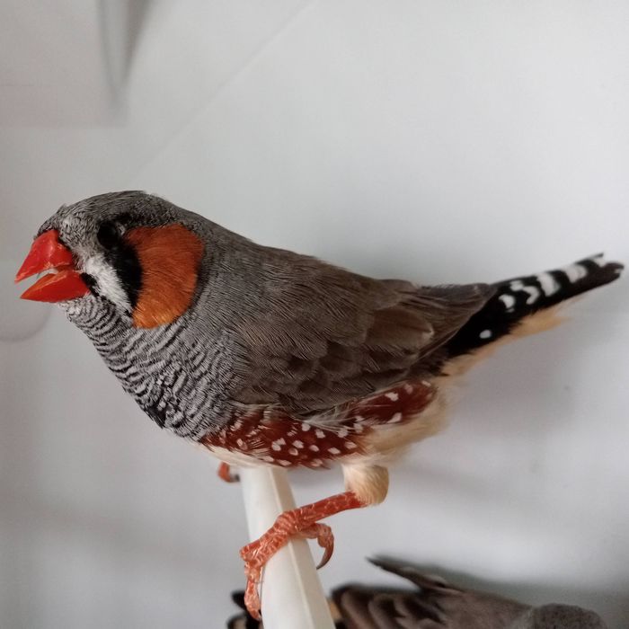 Diamantes Mandarins Cinzentos Classicos