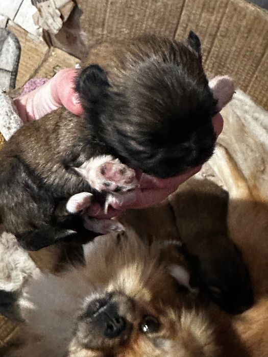 Пекінес цуцики / цуценята породи Пекінес