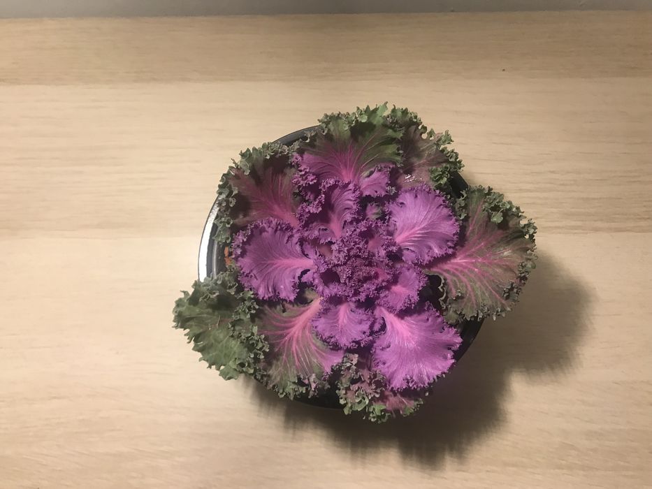Brassica Oleracea – Couve Ornamental