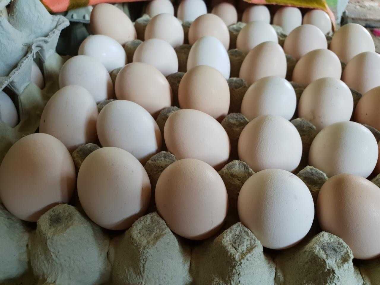 Jajka ekologiczne z własnego chowu