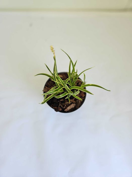 Turzyca morrowa 'Ice Dance' (Carex morrowii 'Ice Dance')