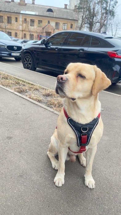 Лабрадор шукає дівчинку