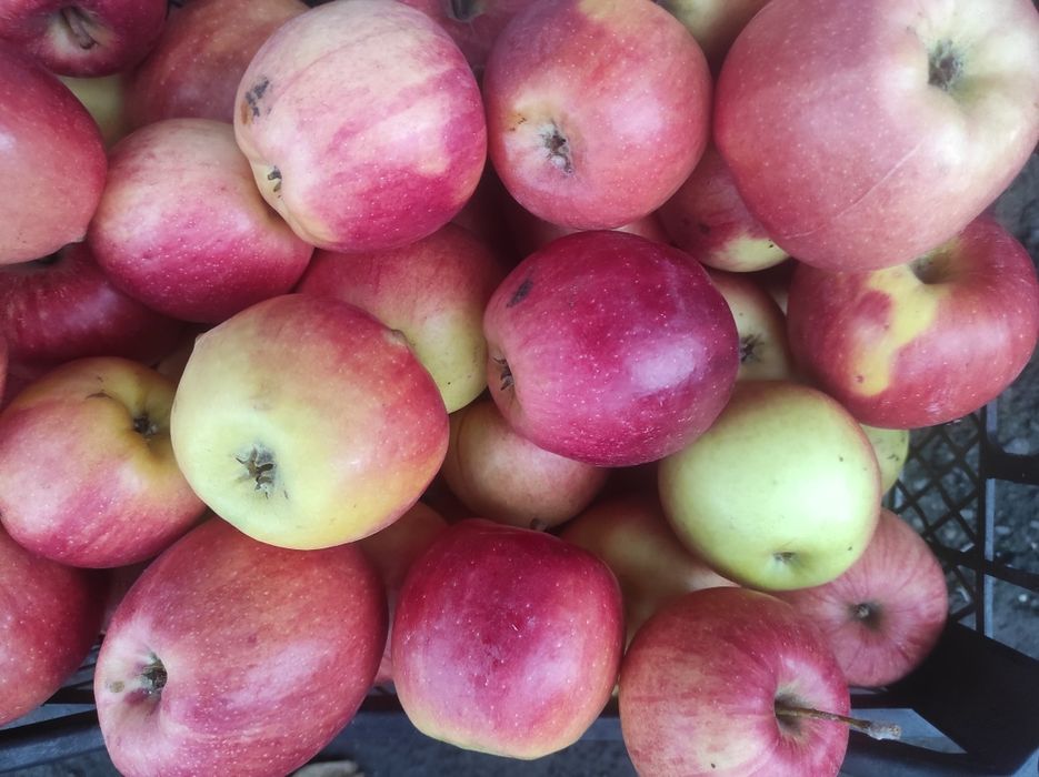 Продам яблоки своего сада