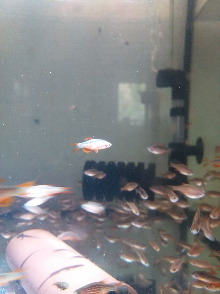 Danio perłowe (razbora Galaxy)