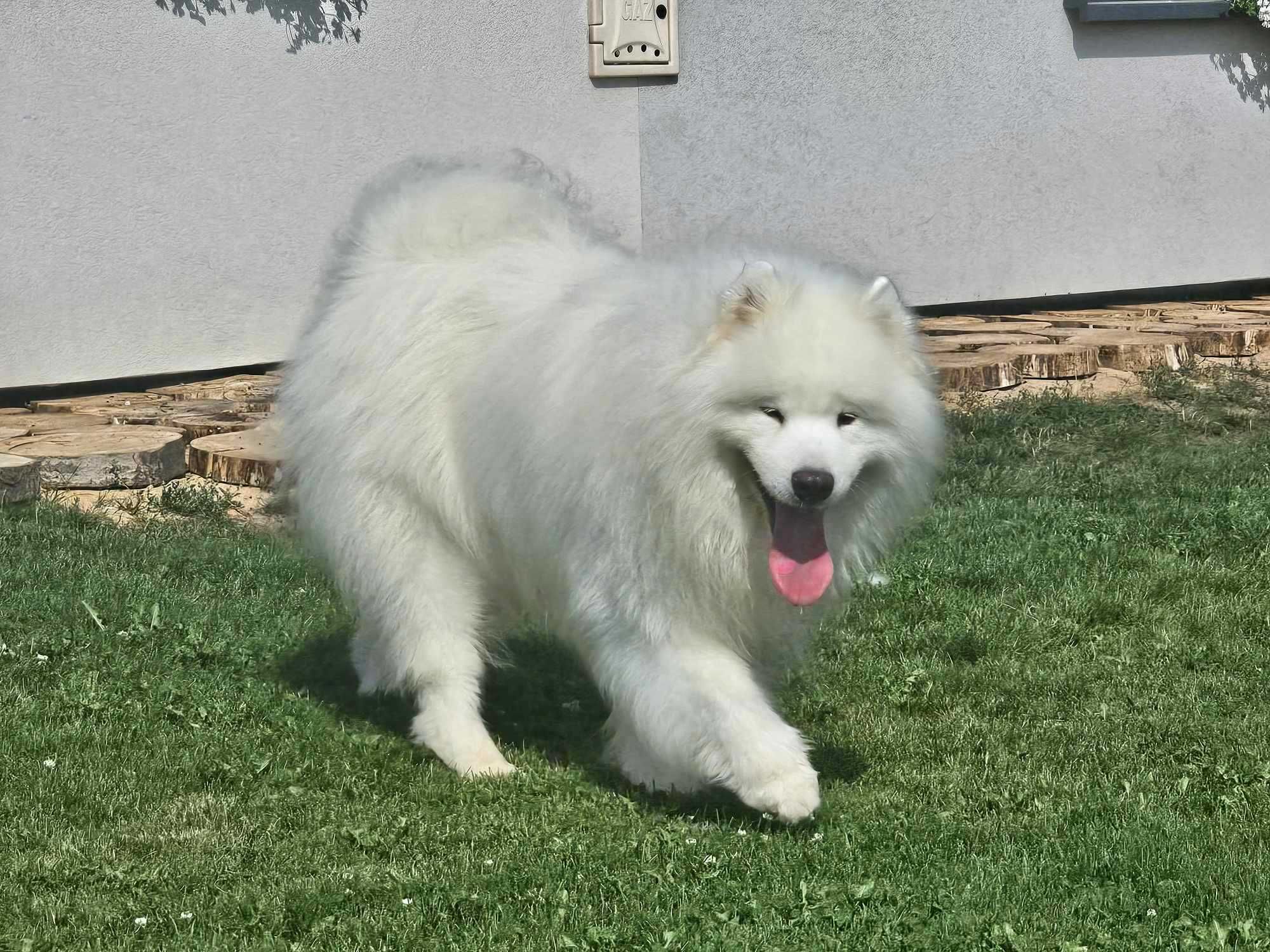 Samoyed ZKwP FCI