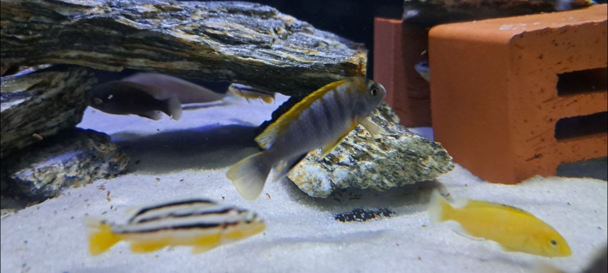 Pyszczak Labidochromis Hongi