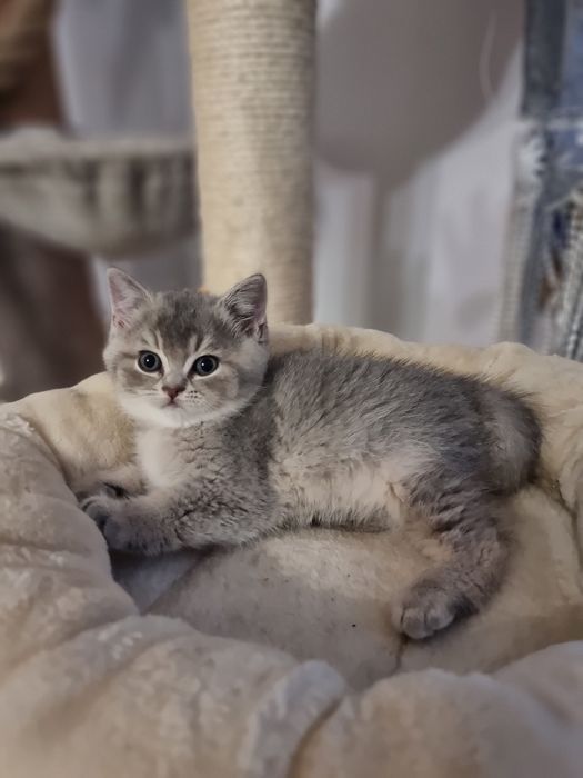 Kocurek niebiesko żłoty brytyjska