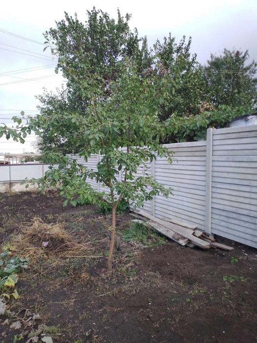 Сдам дом с ремонтом Диевка Новокодацкий р-н РЕАЛЬНО