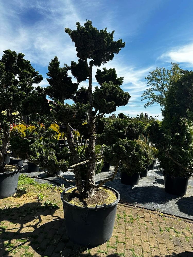 Cis Bonsai-Niwaki 220cm sosna (szmaragd katalpa Laurowiśnia klon jodła