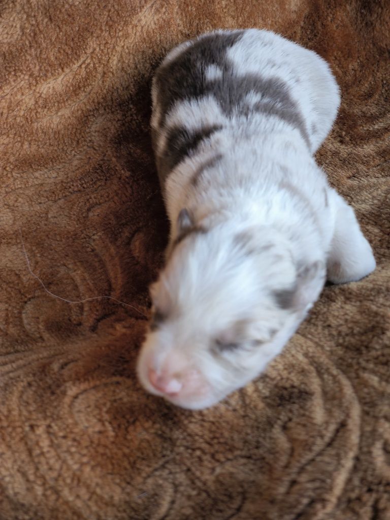 Border collie ZKWP FCI piesek Red merle