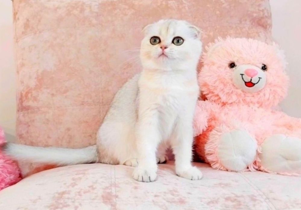 Скоттиш фолд девочка милашка шиншиллка