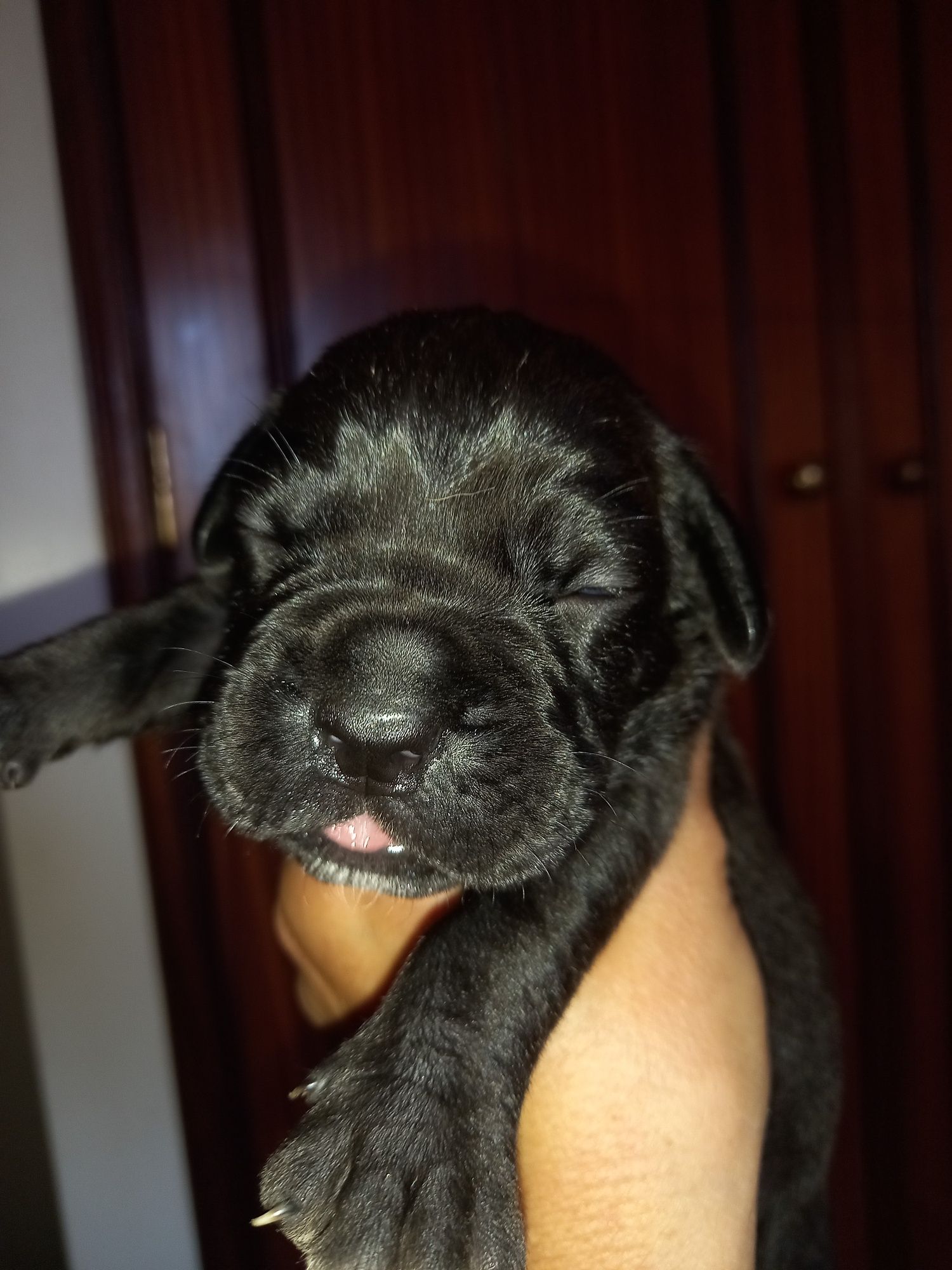 Cane Corso Italiano
