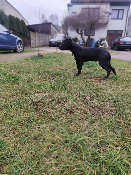 American Pitbull Terier